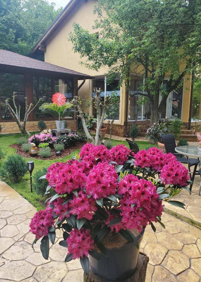 Thermae D'Olimpia & Spa - Adults Only 14 Plus Baile Herculane Exterior photo